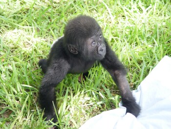 Bangori Baby Western Lowland Gorilla